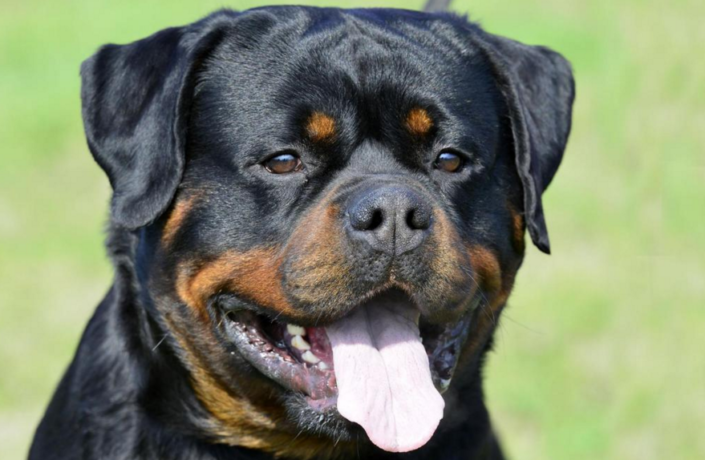 Male Rottweilers – Rottweiler syndicate