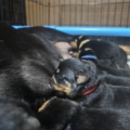 Red Collar Female 2 Weeks
