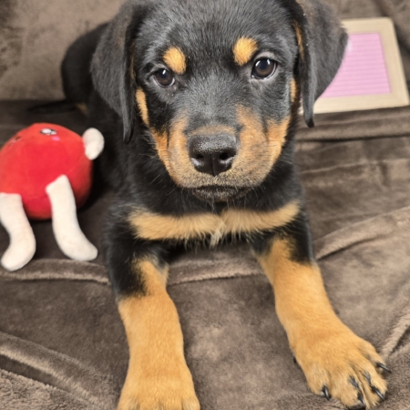 Red Collar Female 12 Weeks Old