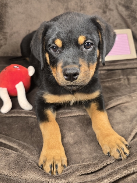 Red Collar Female 12 Weeks Old