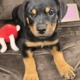 Red Collar Female 12 Weeks Old