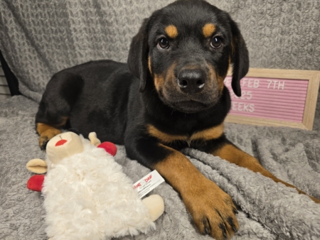 White Collar Female 12 Weeks Old