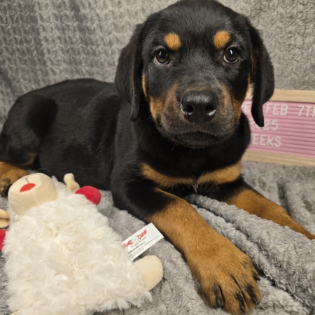 White Collar Female 12 Weeks Old