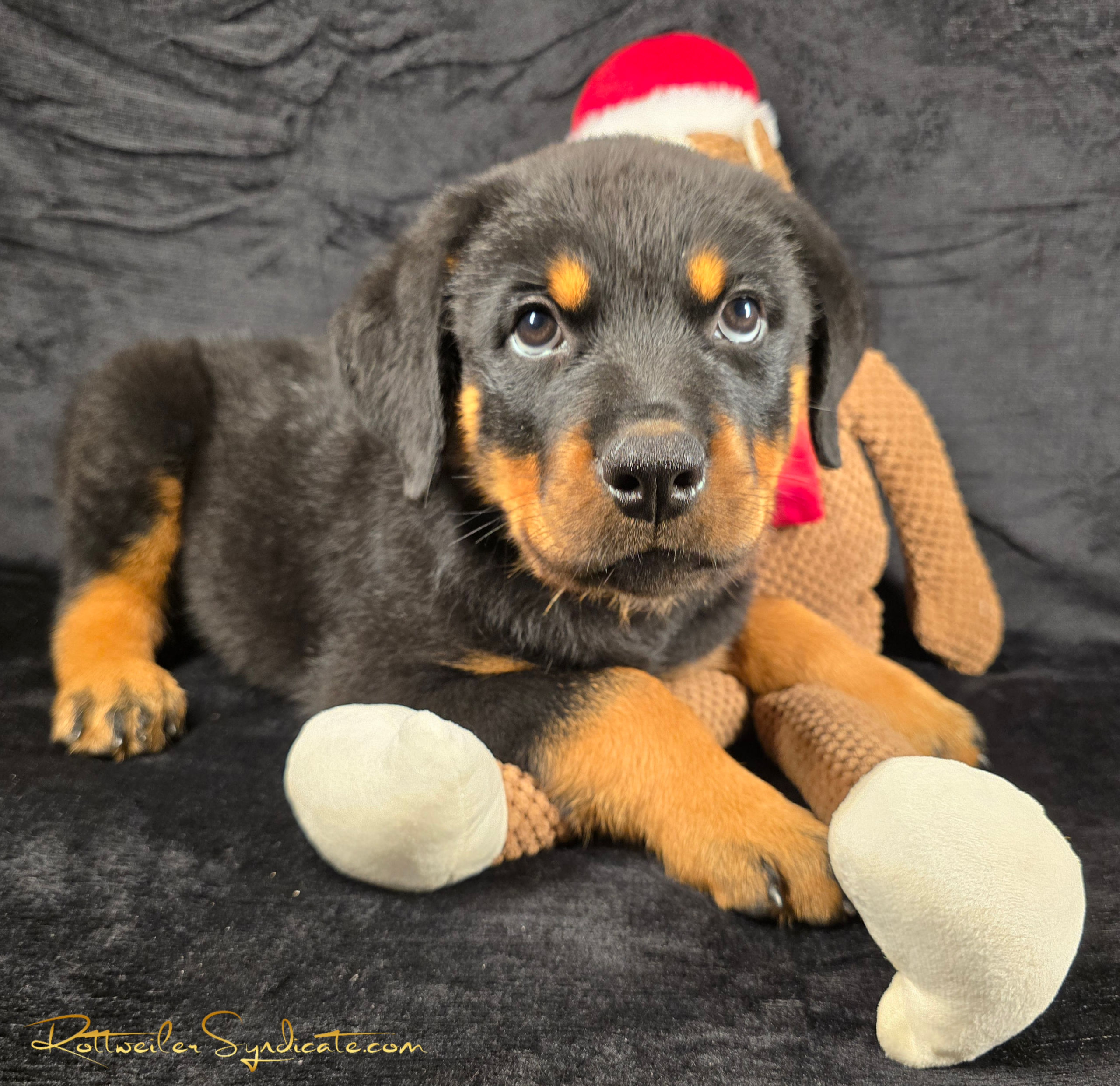 Brown Collar Male. Purple Litter